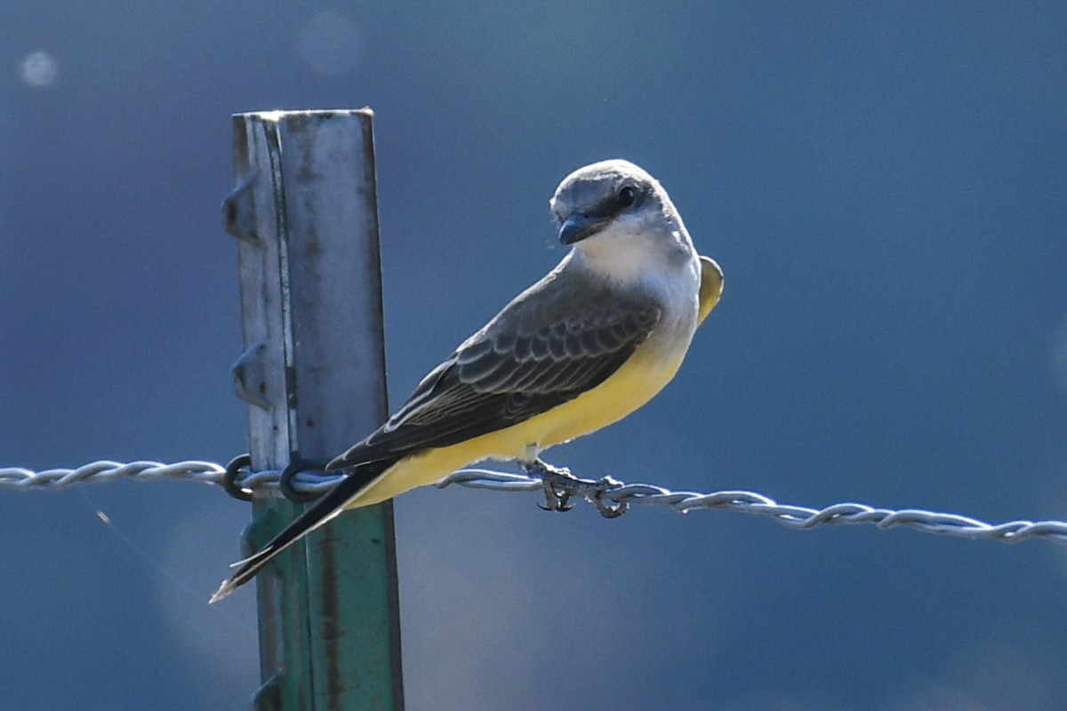Western Kingbird - ML368951871
