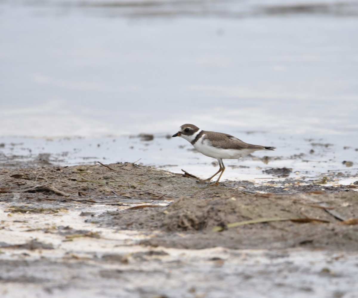 Semipalmated Plover - ML368952061