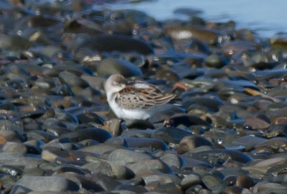 Western Sandpiper - ML368952091