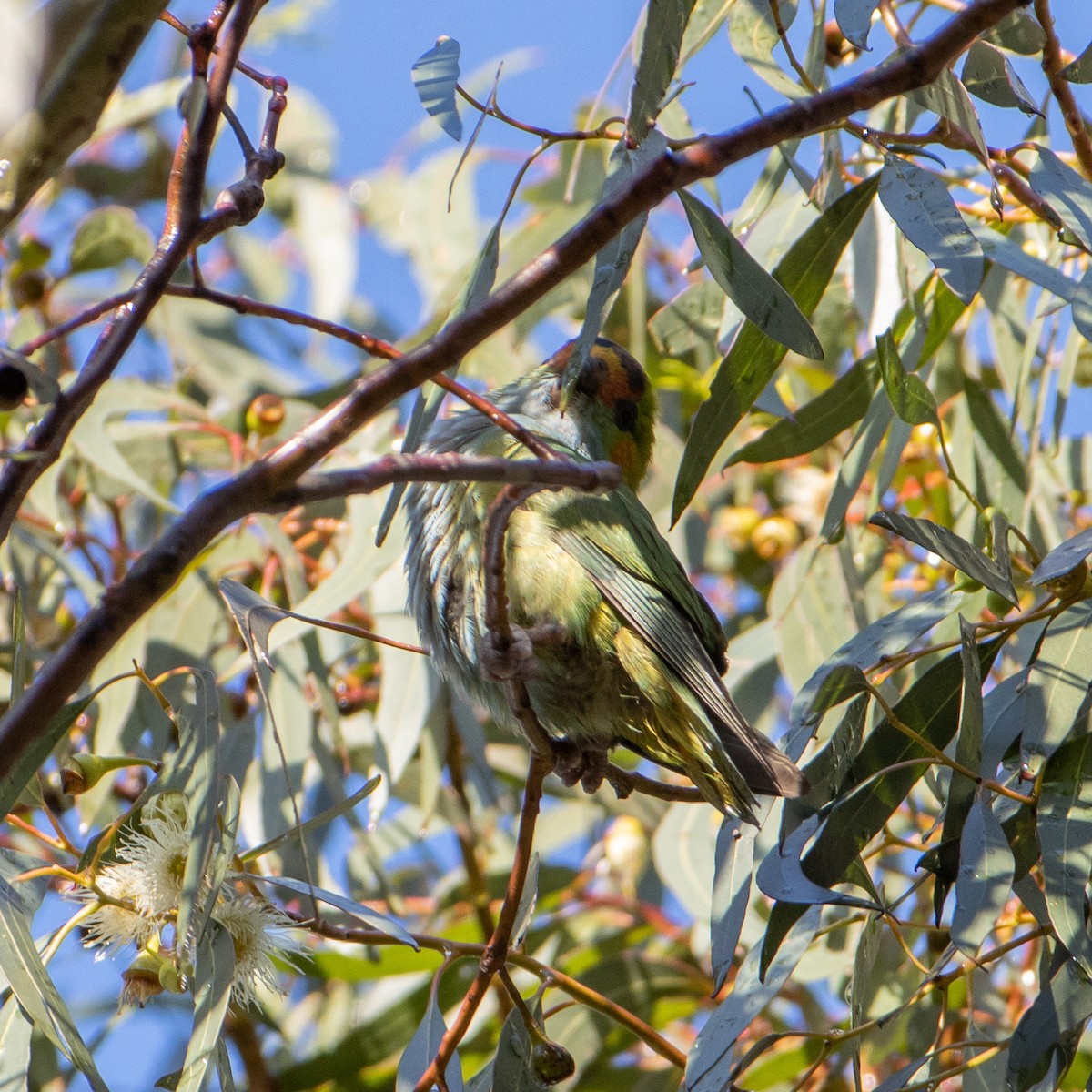 Purple-crowned Lorikeet - ML368952291