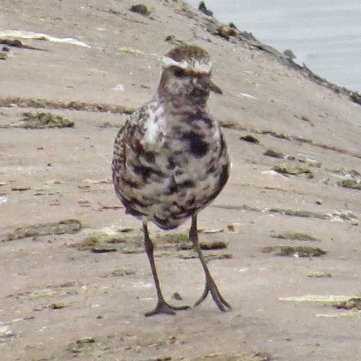 American Golden-Plover - ML368952311