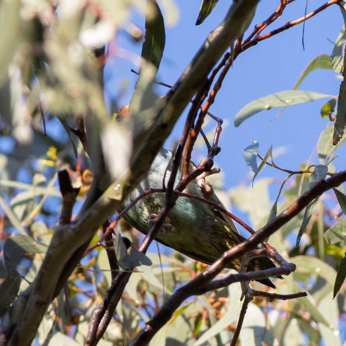 Purple-crowned Lorikeet - ML368952861