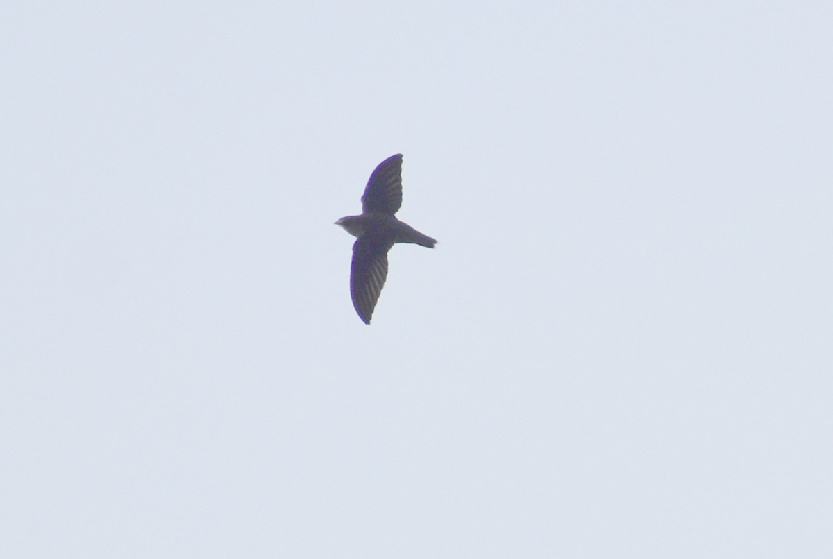 Chimney Swift - ML368953511