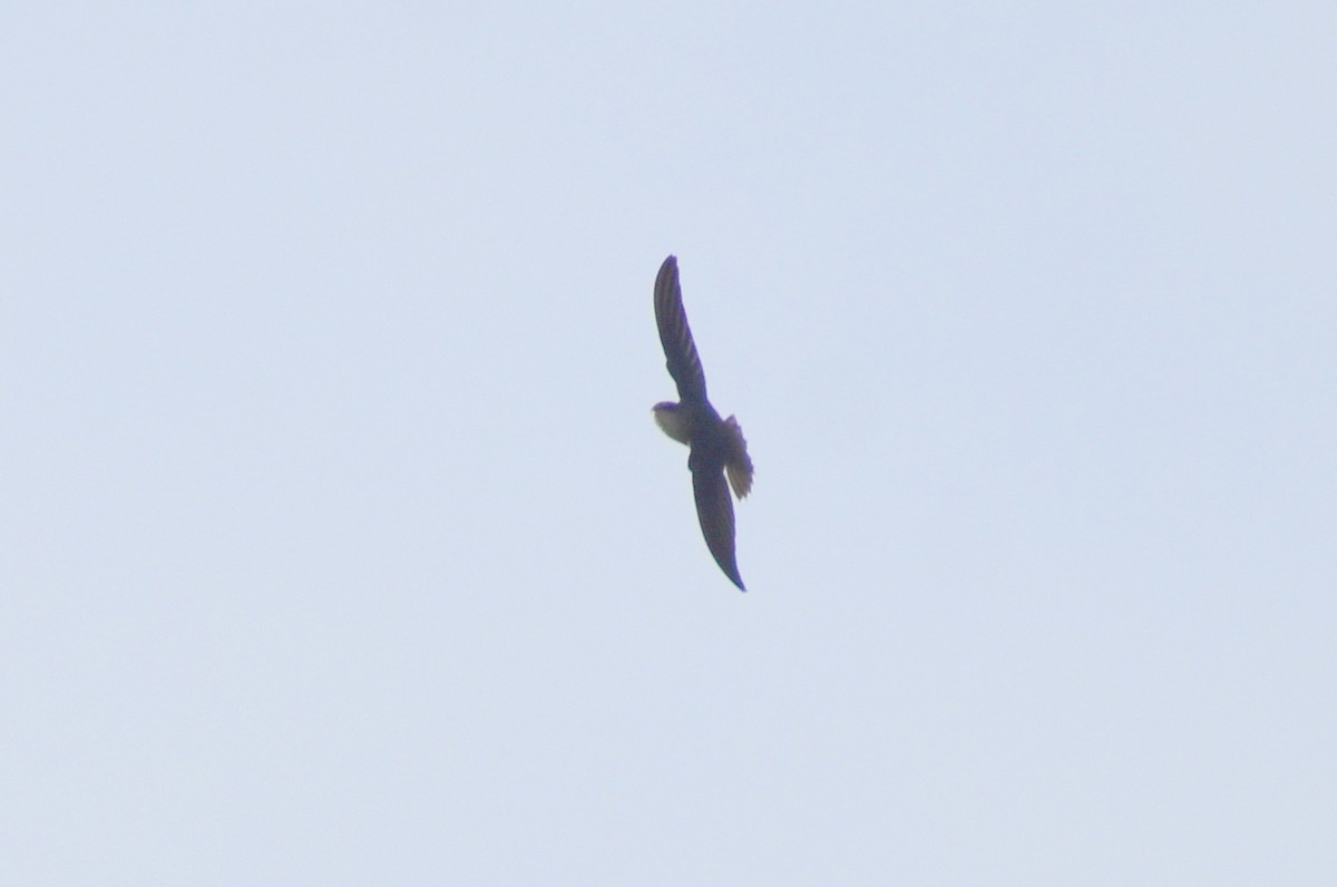 Chimney Swift - ML368953521