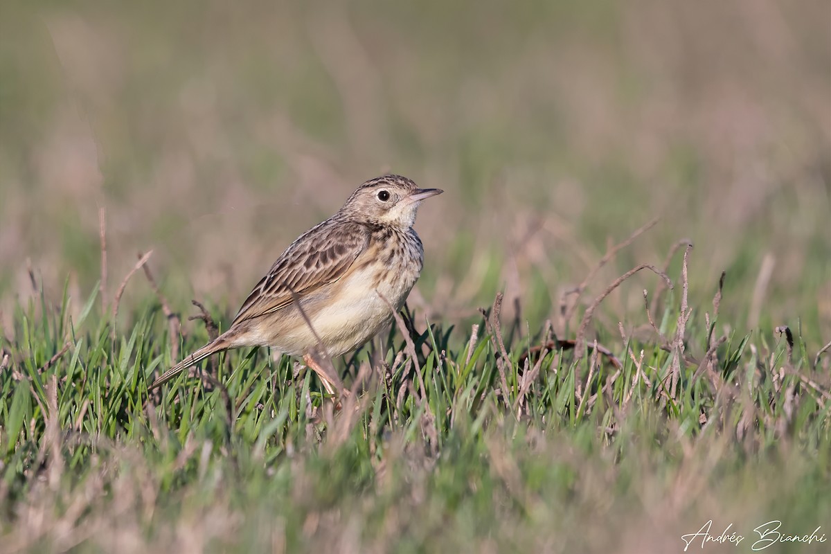 Yellowish Pipit - ML368954761