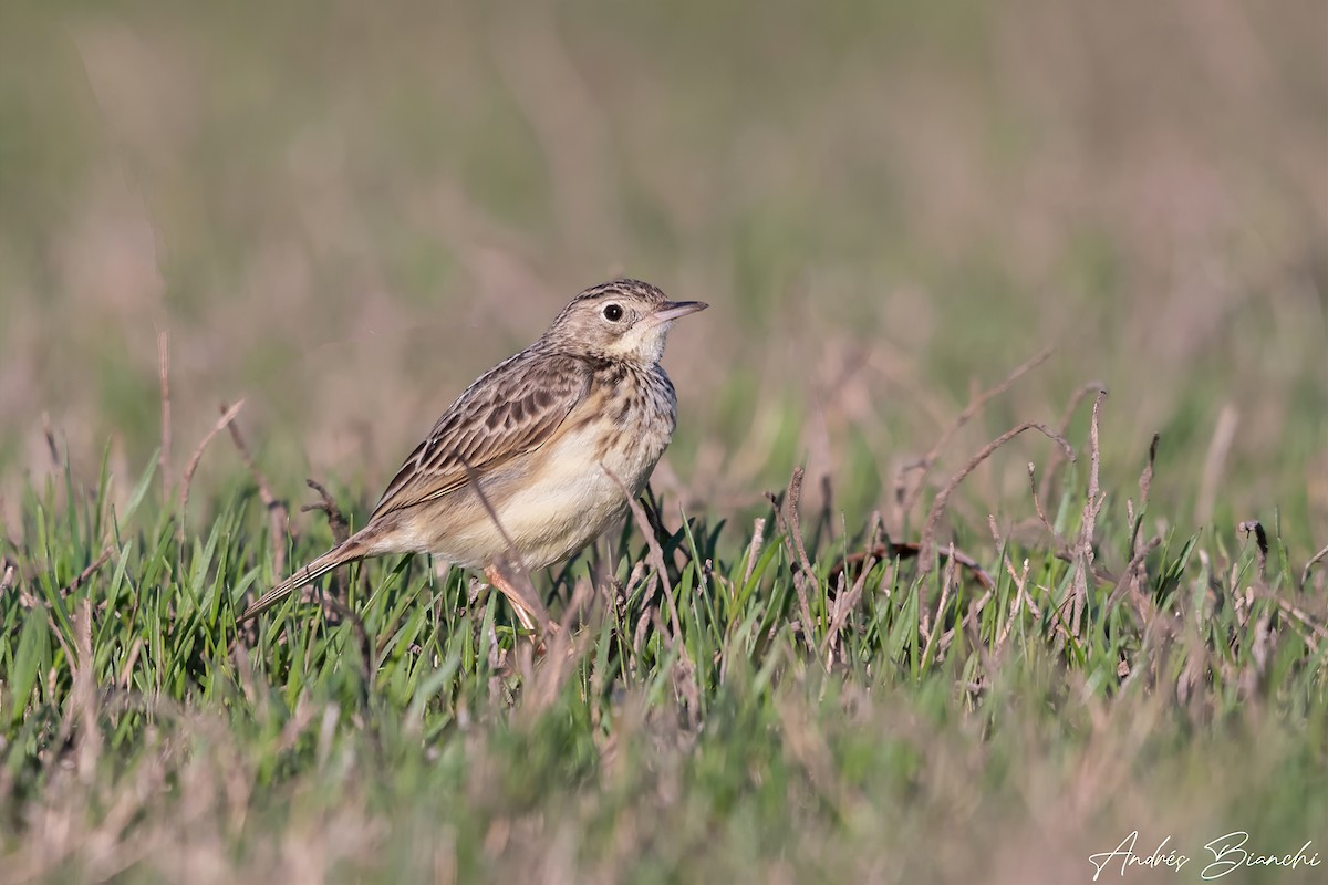Yellowish Pipit - Andres Bianchi