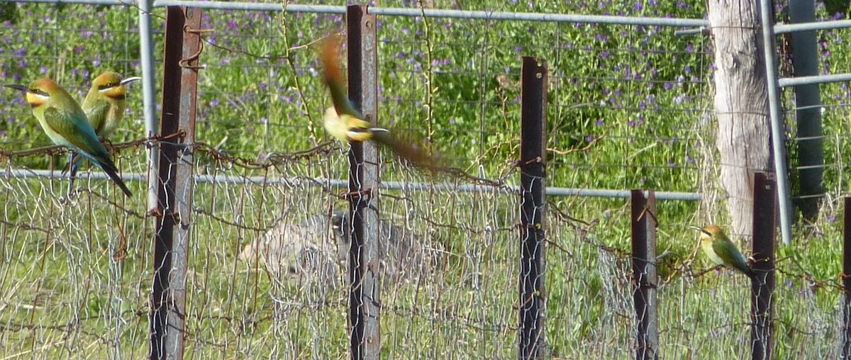 Rainbow Bee-eater - ML368955361