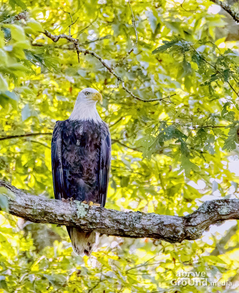 ハクトウワシ - ML368955491