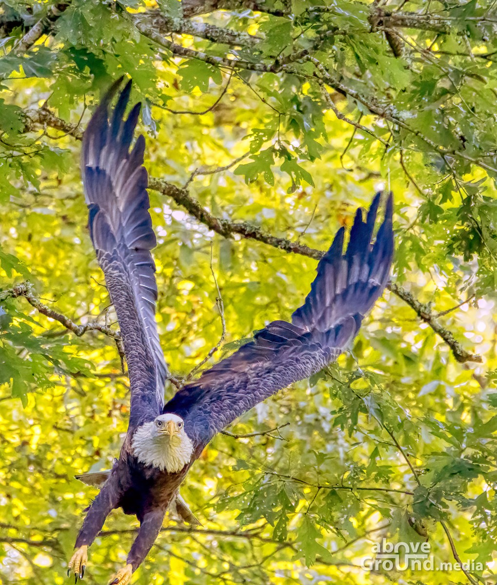 ハクトウワシ - ML368955501