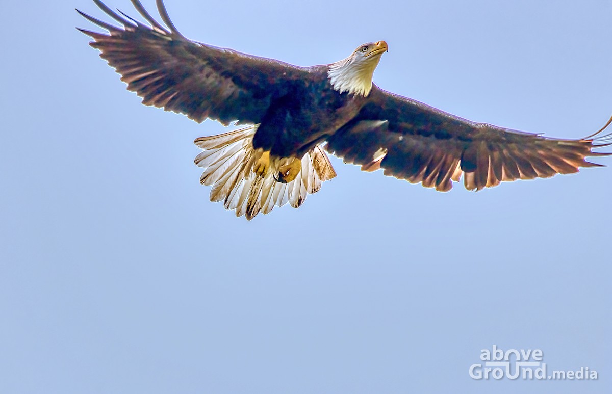 ハクトウワシ - ML368955551