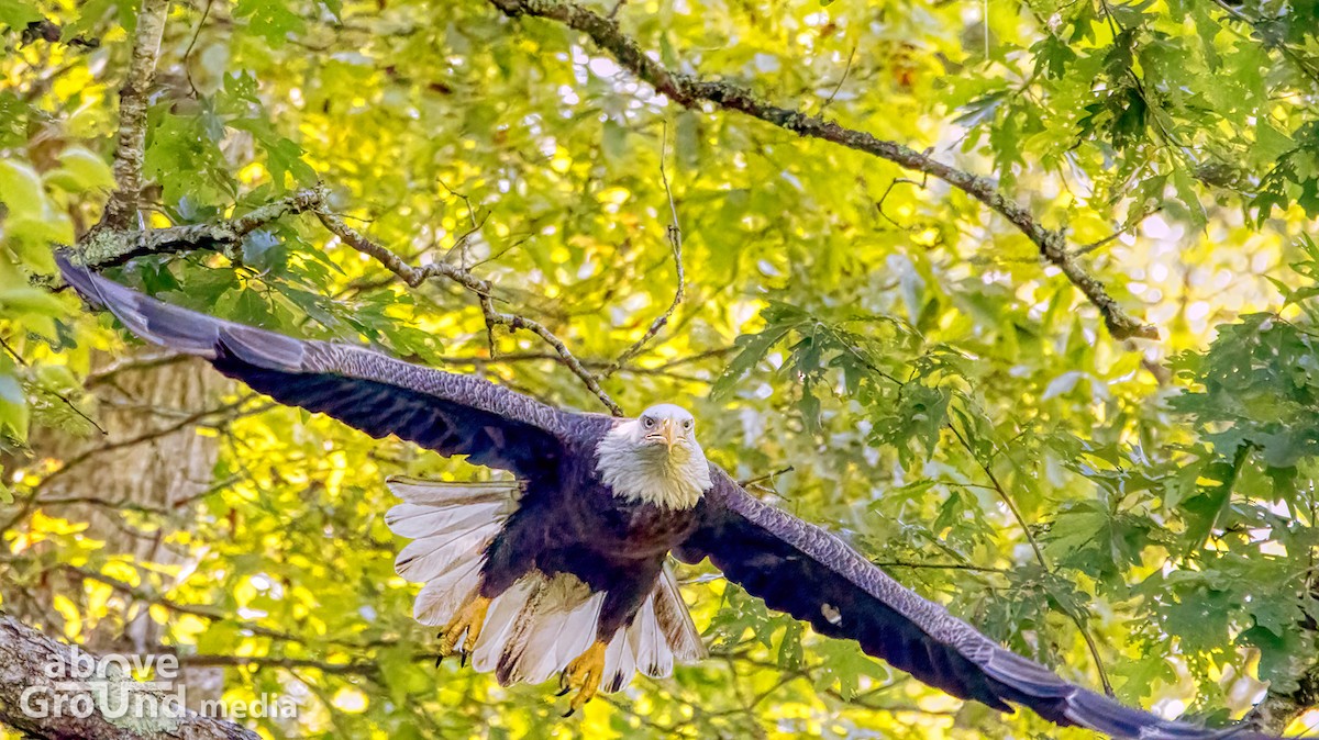 ハクトウワシ - ML368955571