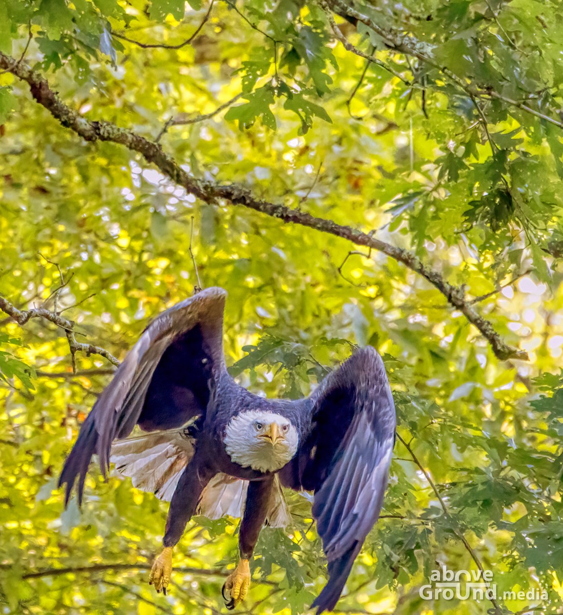 ハクトウワシ - ML368955581