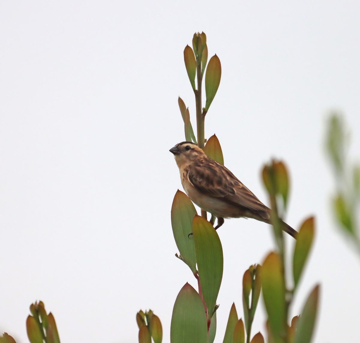 Вдовичка білочерева - ML368955991