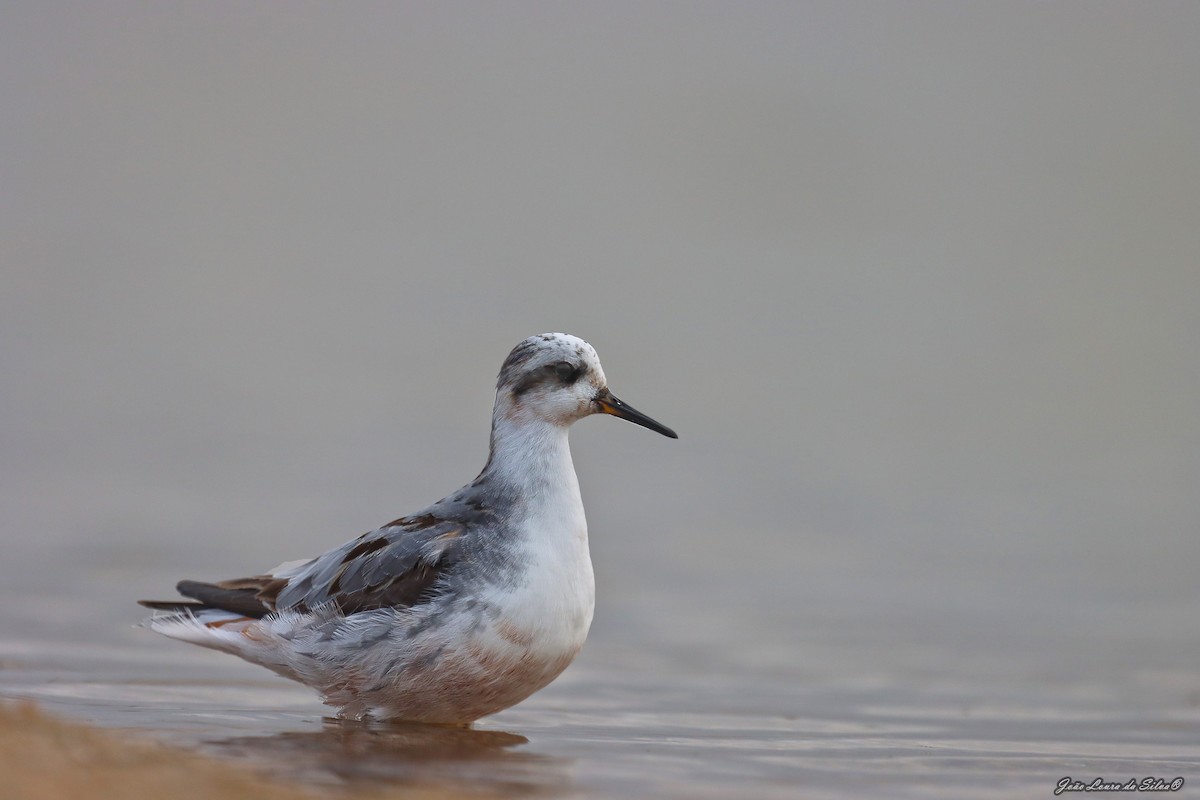 Плавунець плоскодзьобий - ML368956181