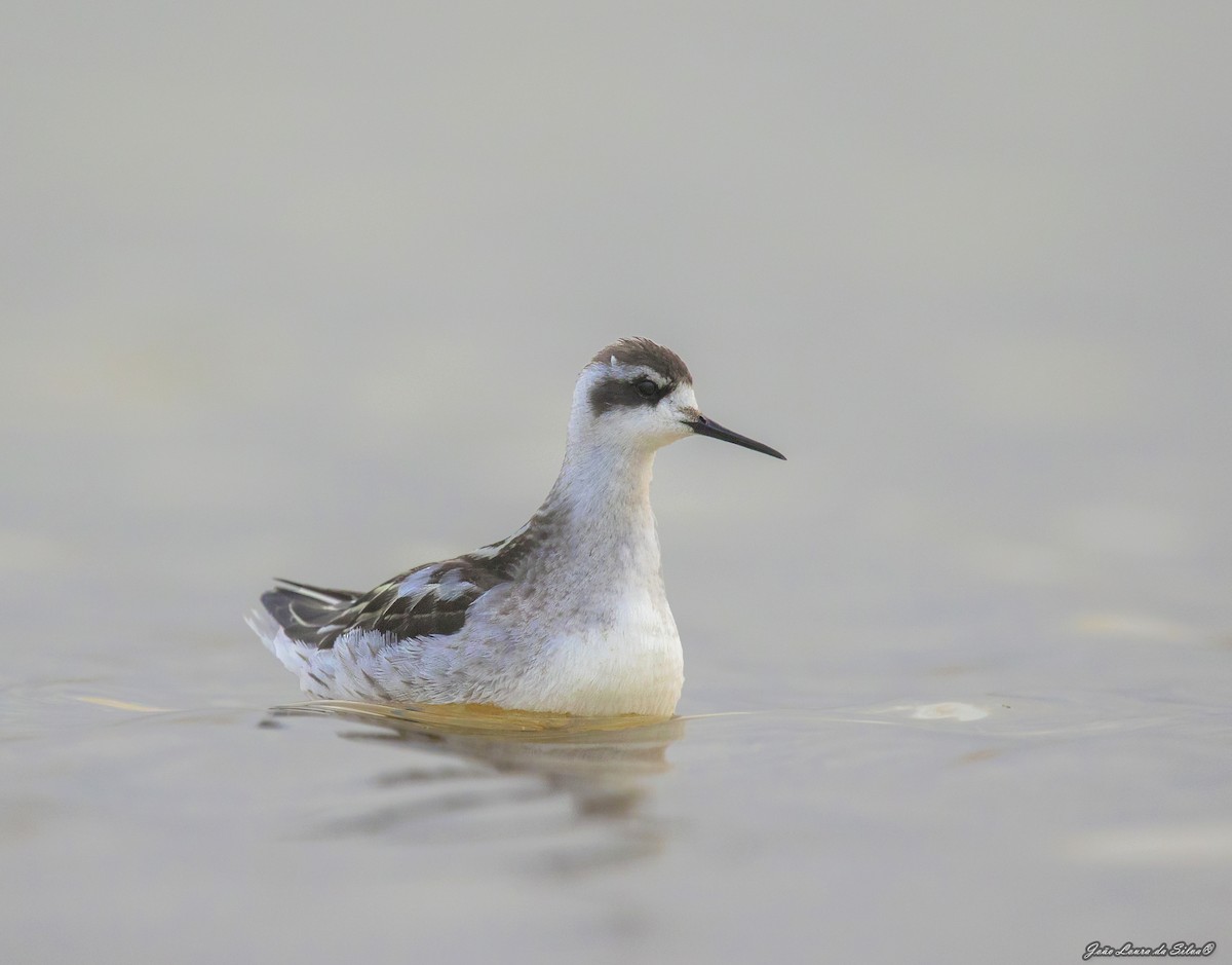 Плавунець круглодзьобий - ML368956321