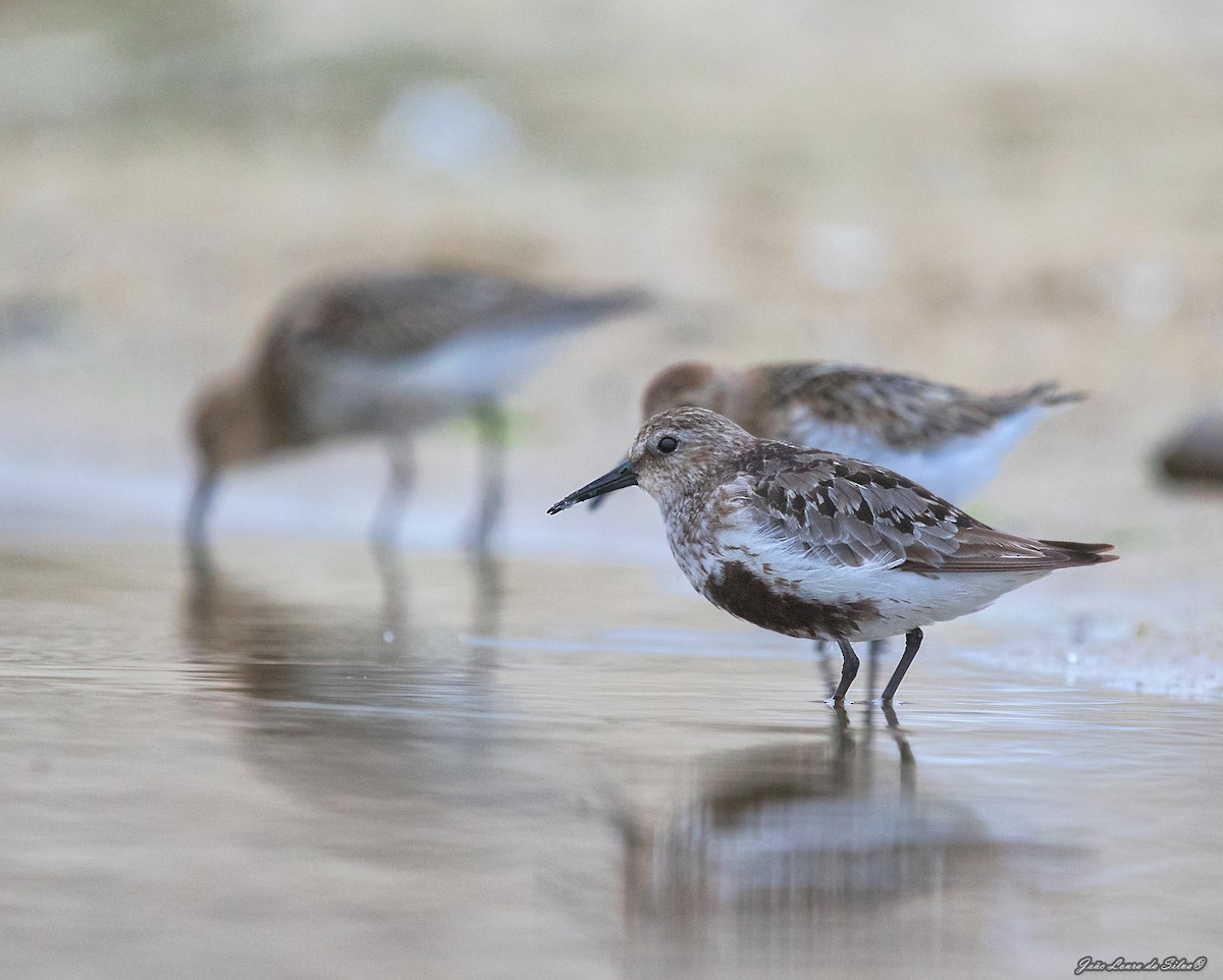 Побережник чорногрудий - ML368956401