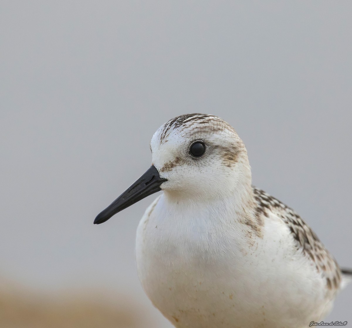 Побережник білий - ML368956411