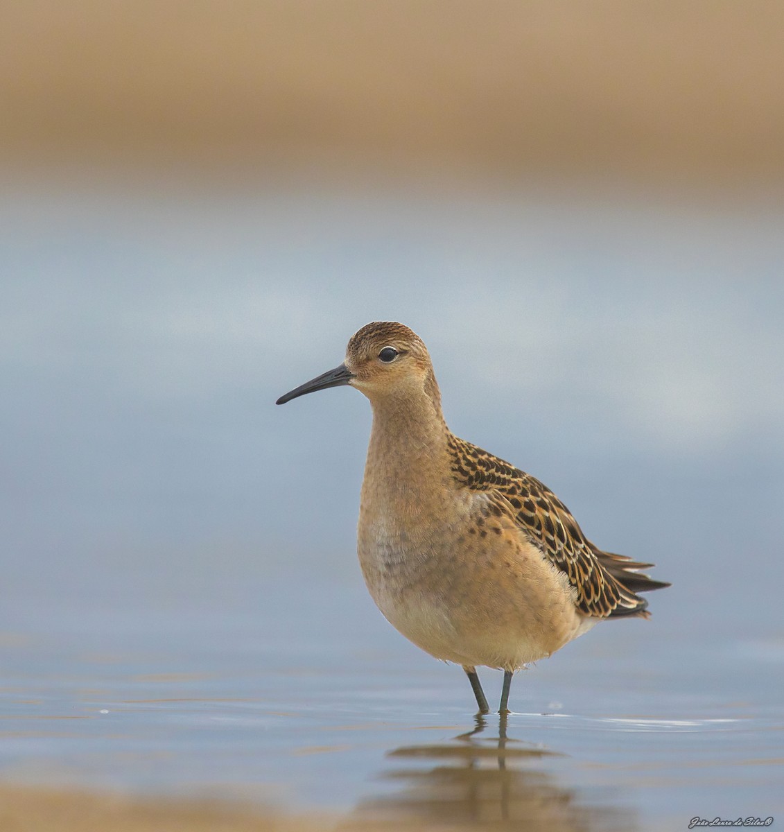 Брижач - ML368956461