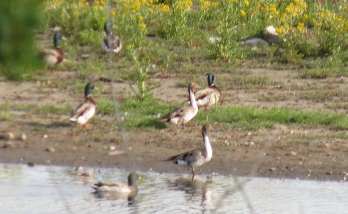 Northern Pintail - ML368956491