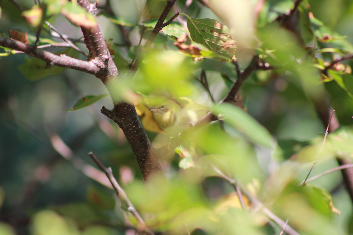 Tennessee Warbler - ML368956731