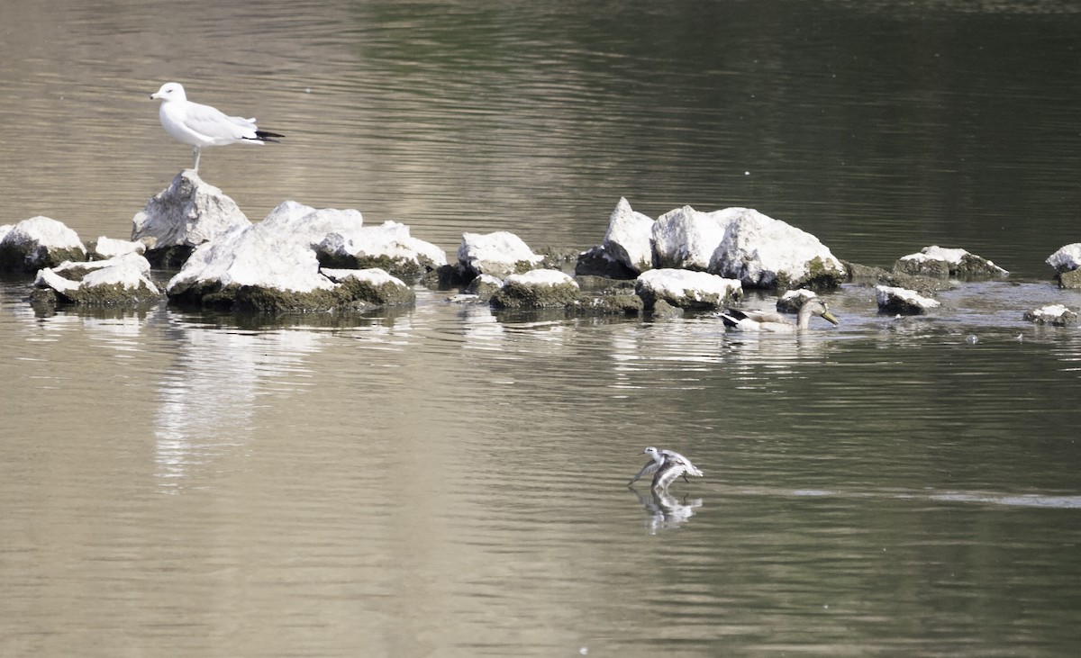 Red-necked Phalarope - ML368956761