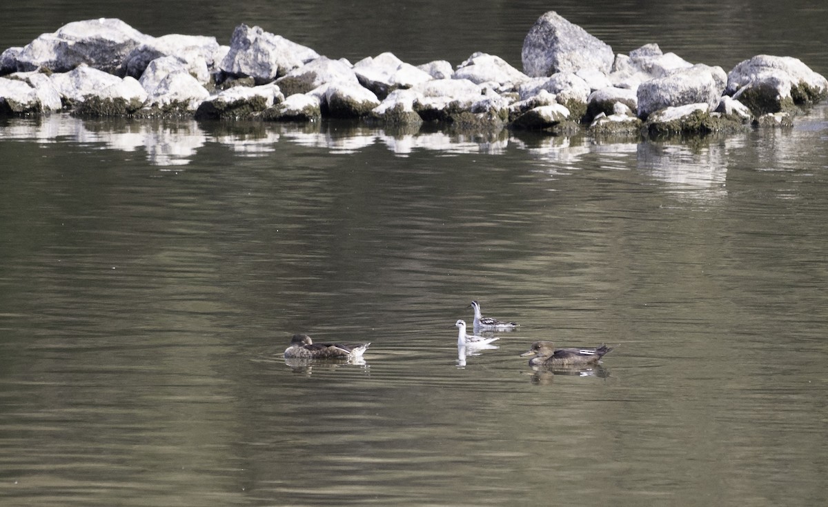 Red-necked Phalarope - ML368956771