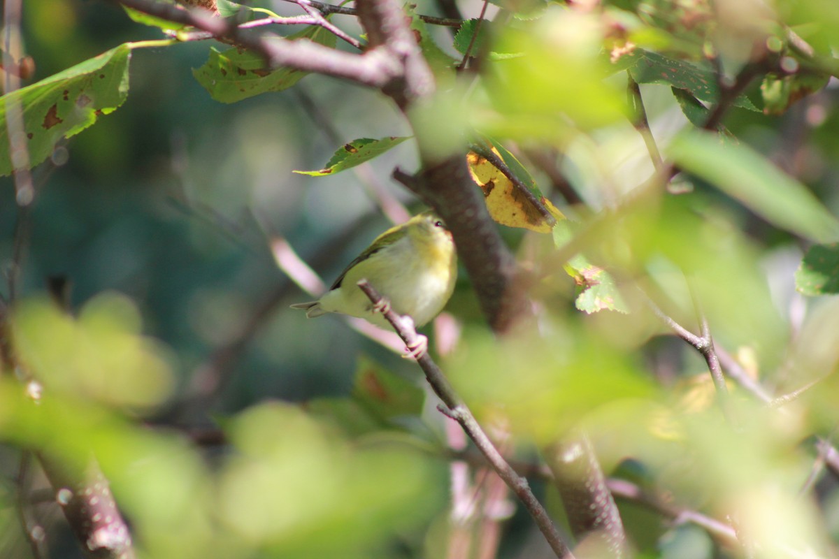 Tennessee Warbler - ML368956811