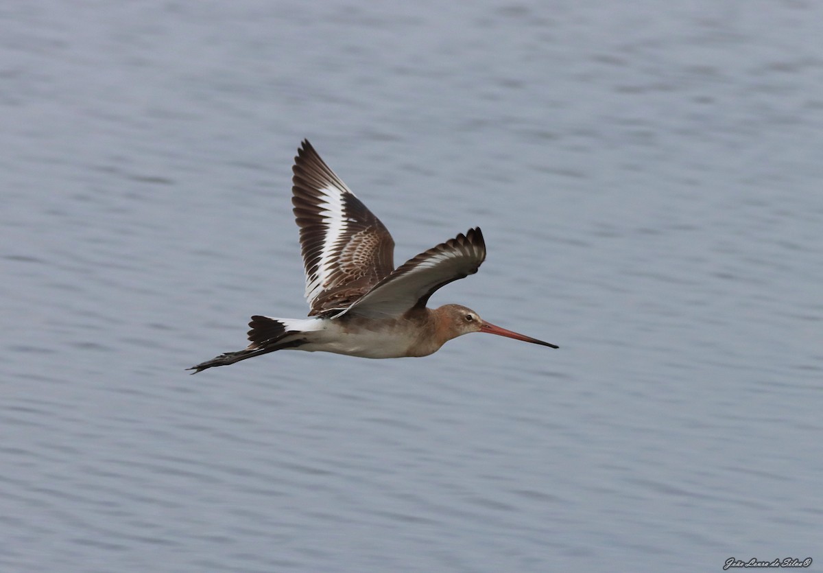 Грицик великий - ML368957041