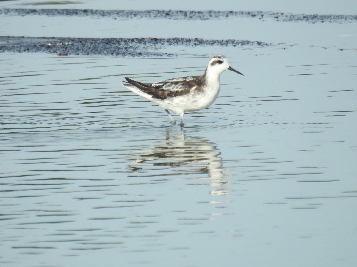 Red-necked Phalarope - ML368957091