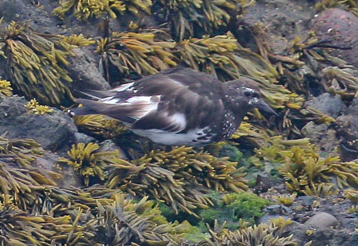 Black Turnstone - ML368957161