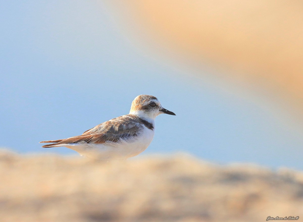 Пісочник морський - ML368957531