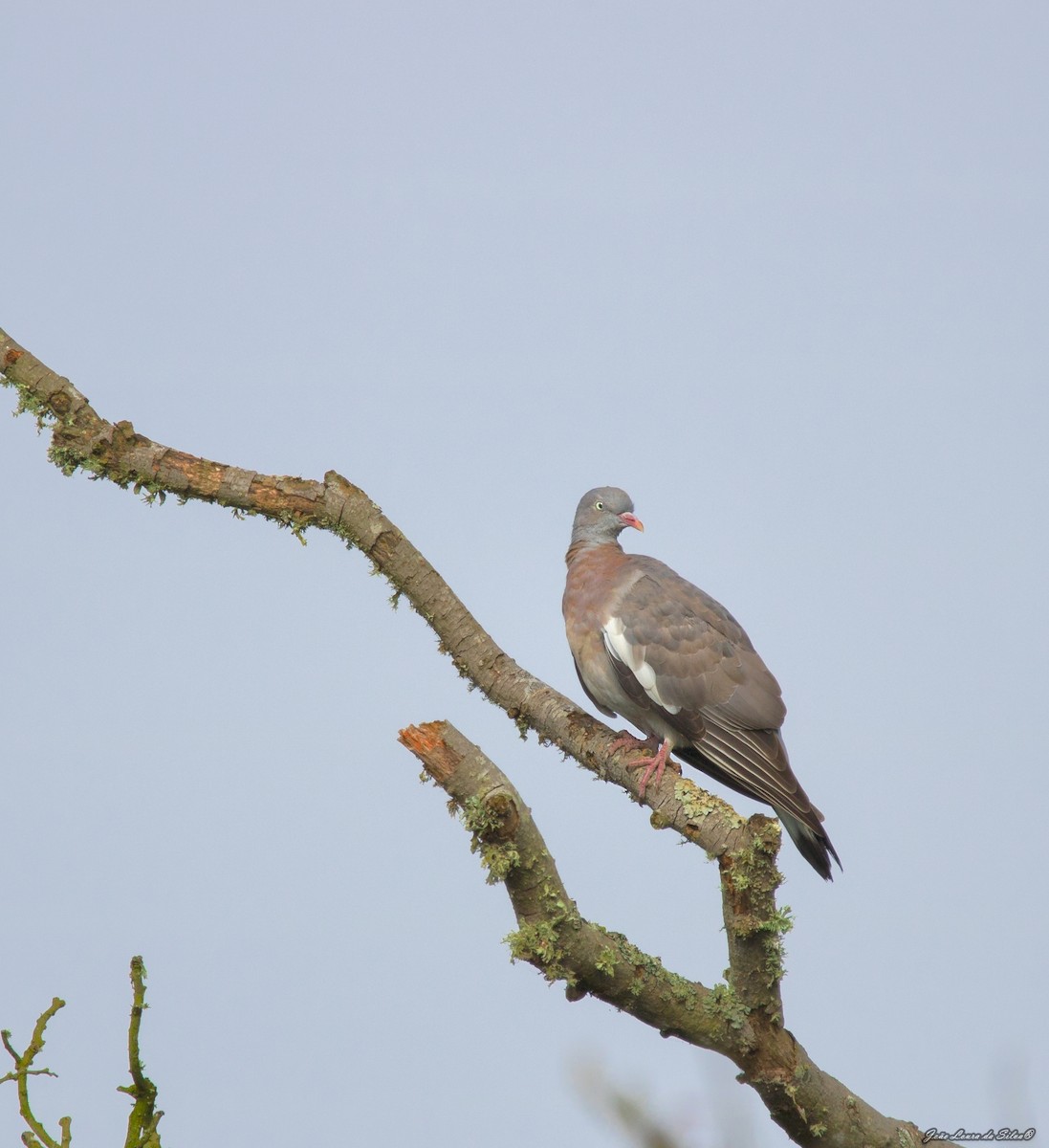 Припутень - ML368958001