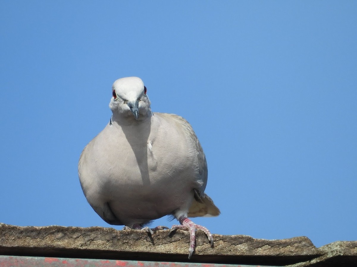 Eurasian Collared-Dove - ML368958791