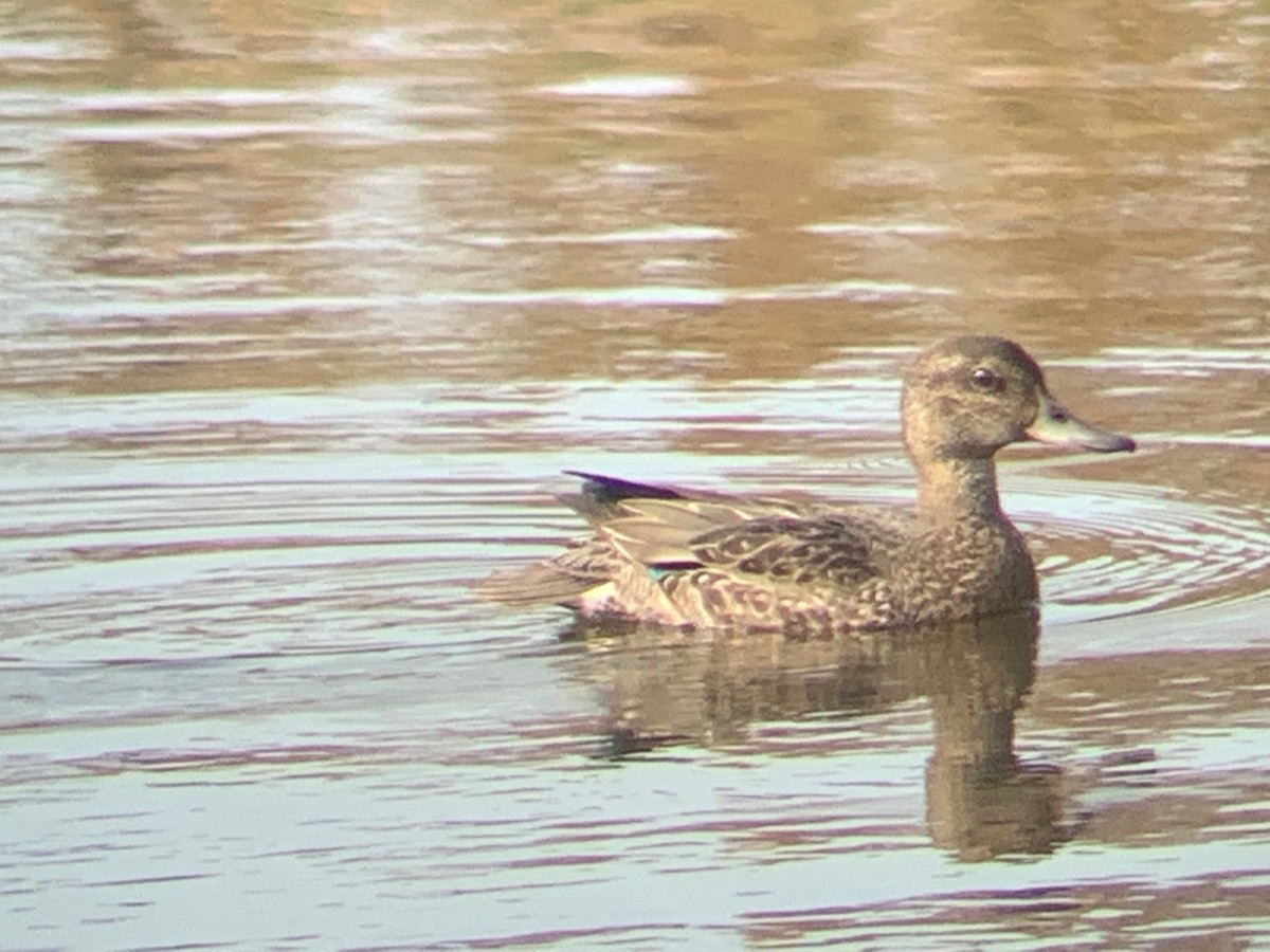 Green-winged Teal - ML368960531
