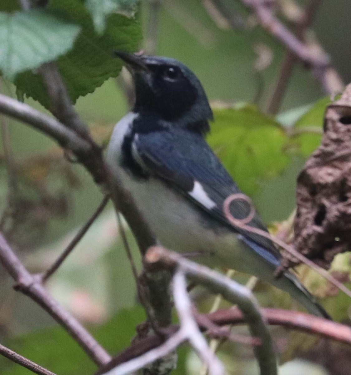 Black-throated Blue Warbler - ML368963041