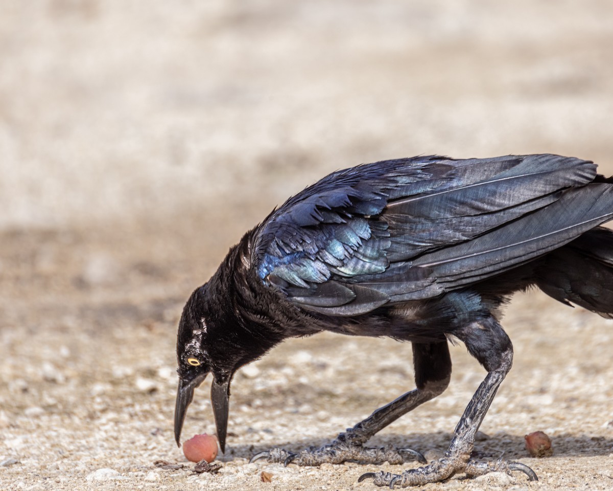 Great-tailed Grackle - ML368963061