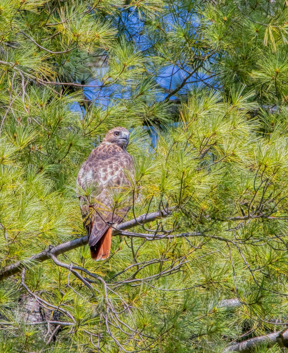 Red-tailed Hawk - ML368963541