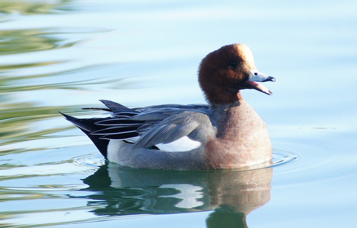 Eurasian Wigeon - Tommy DeBardeleben