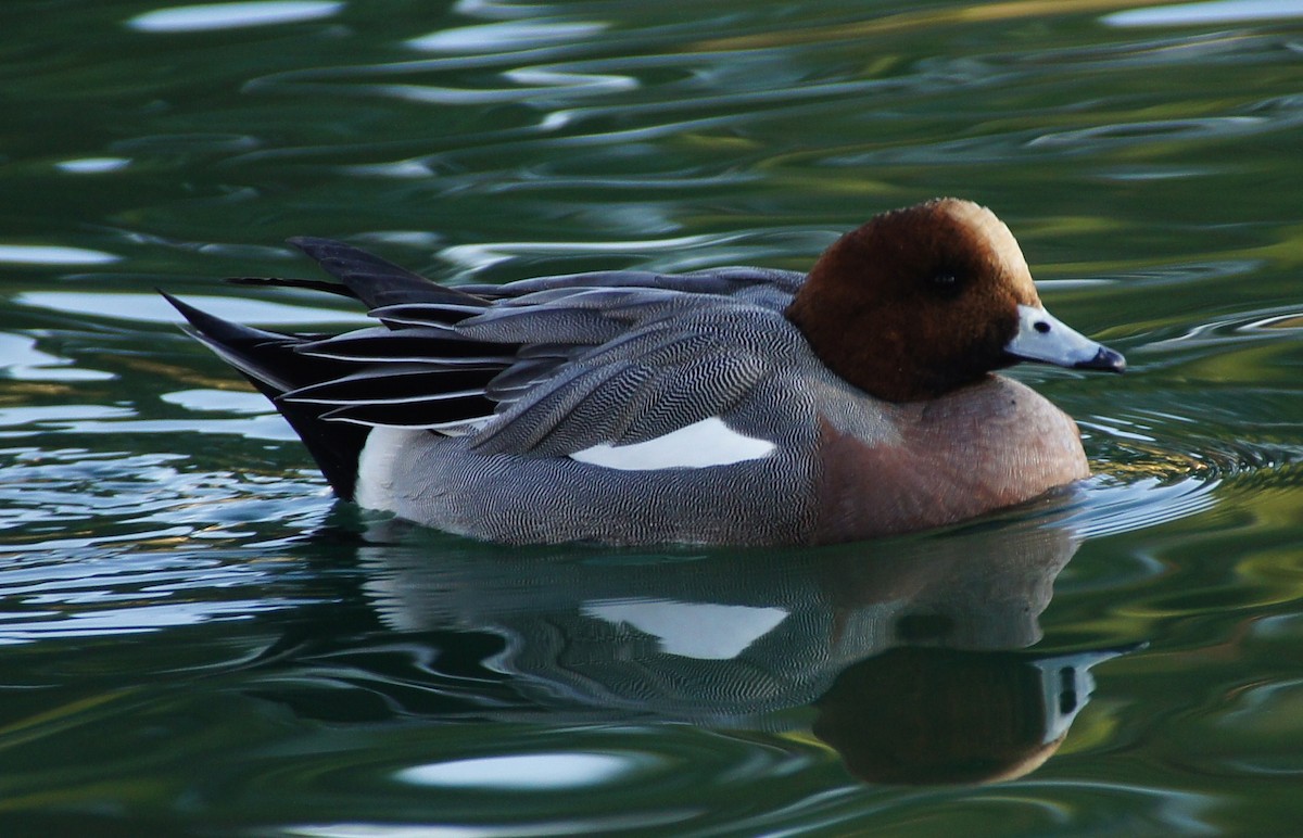 Eurasian Wigeon - ML368963971