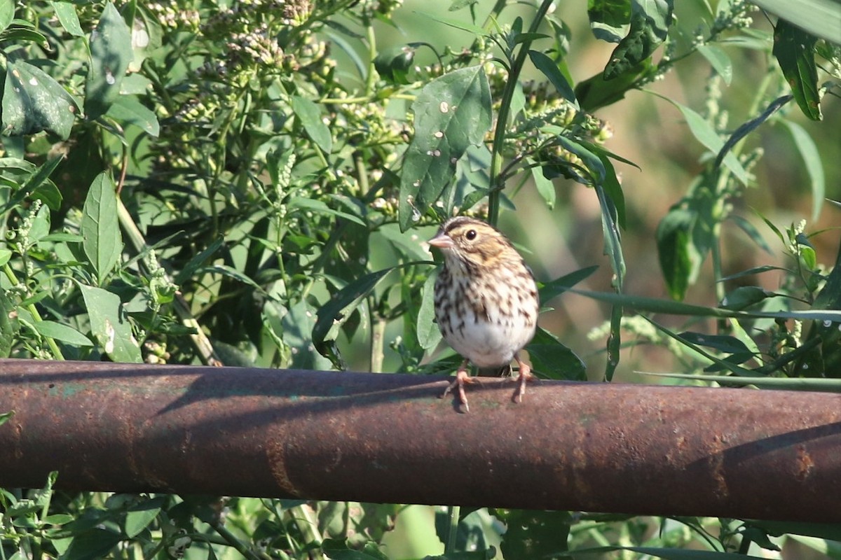 Savannah Sparrow - ML368965181