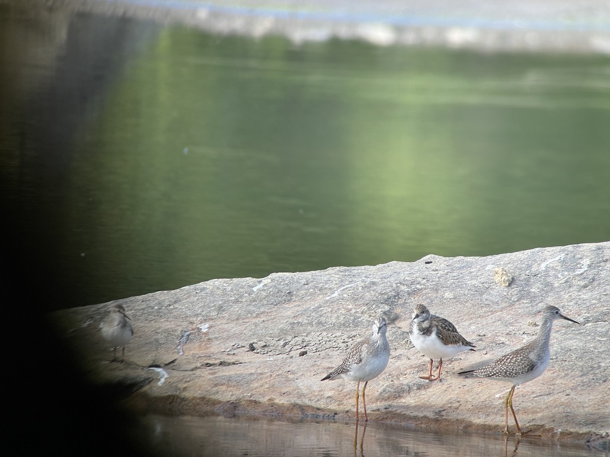 Ruddy Turnstone - ML368967311