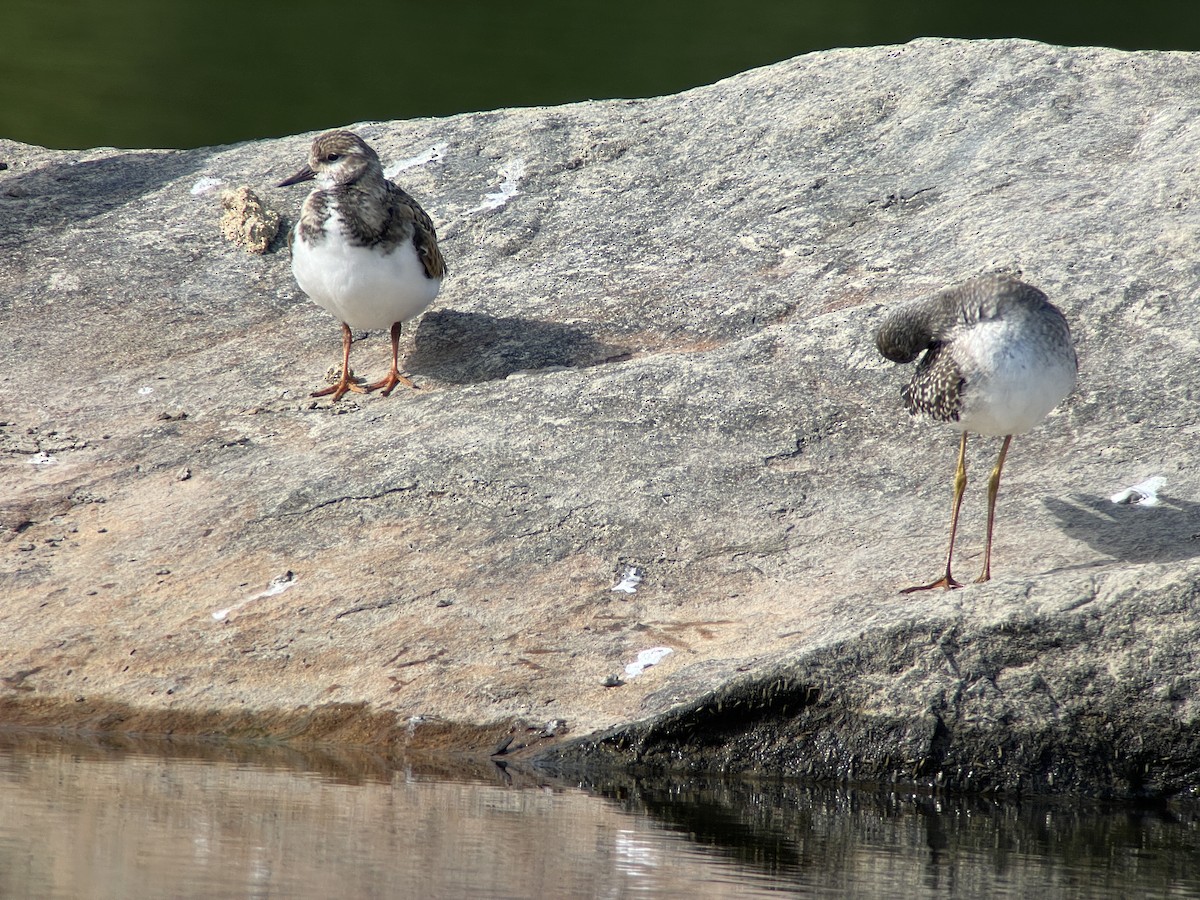 Ruddy Turnstone - ML368967371