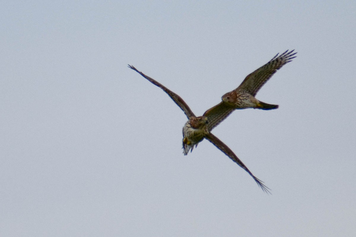 Cooper's Hawk - ML368967551