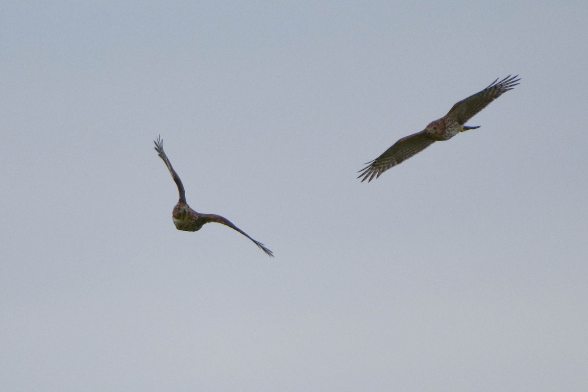 Cooper's Hawk - ML368967601