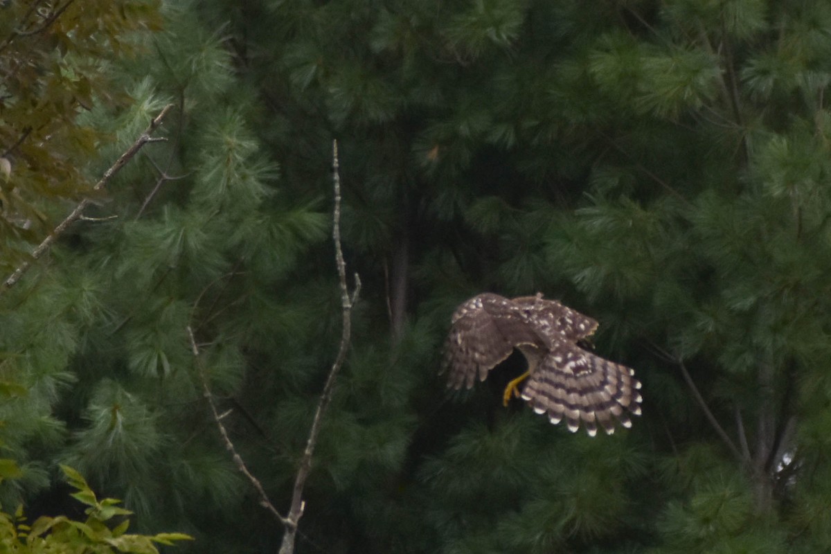 Cooper's Hawk - ML368967681