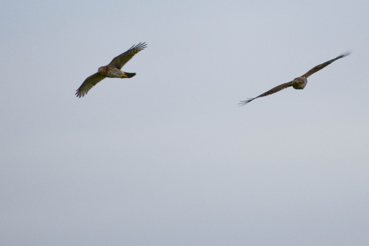 Cooper's Hawk - ML368967741