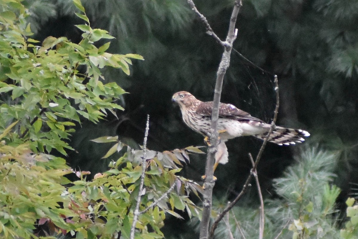 Cooper's Hawk - Andrea Heine