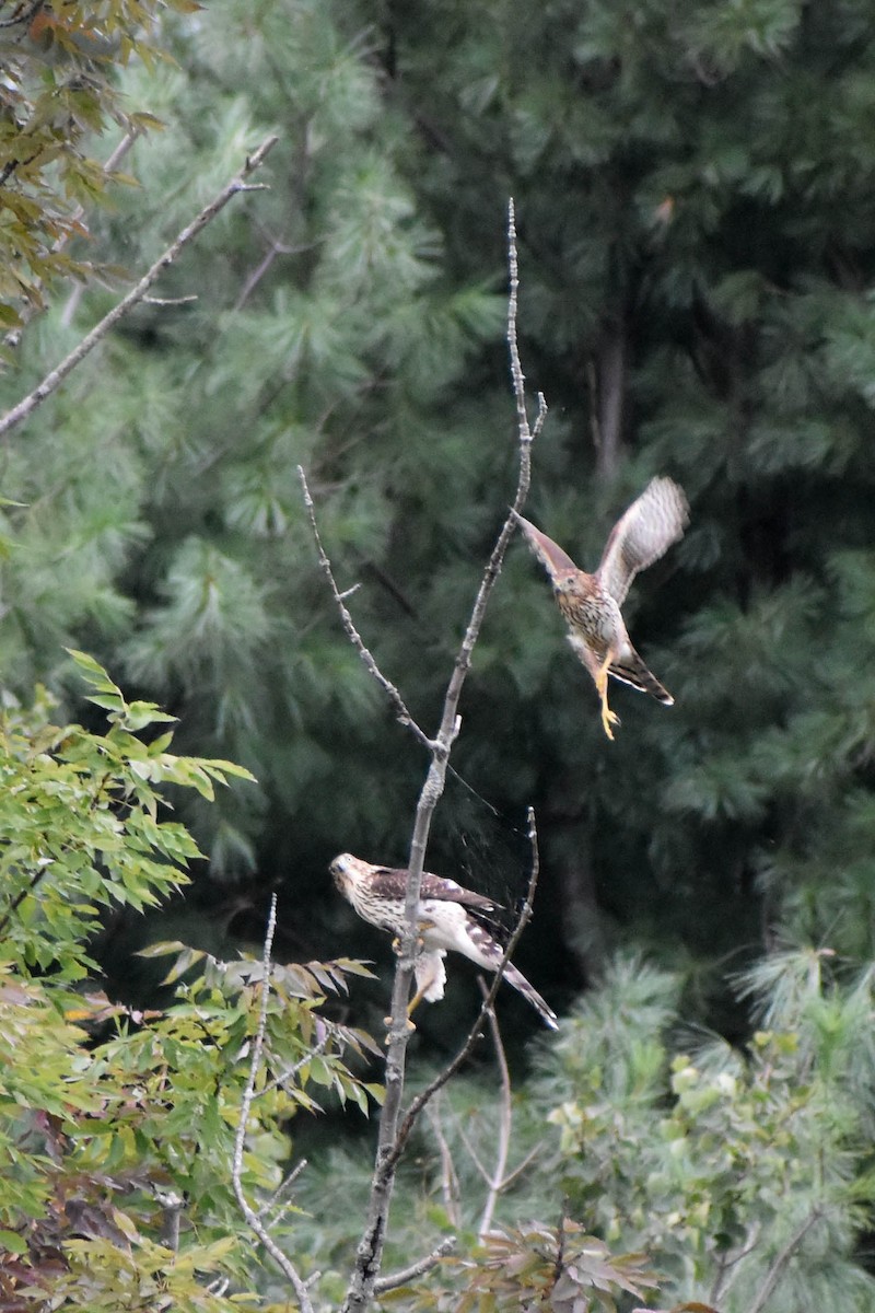 Cooper's Hawk - ML368967821