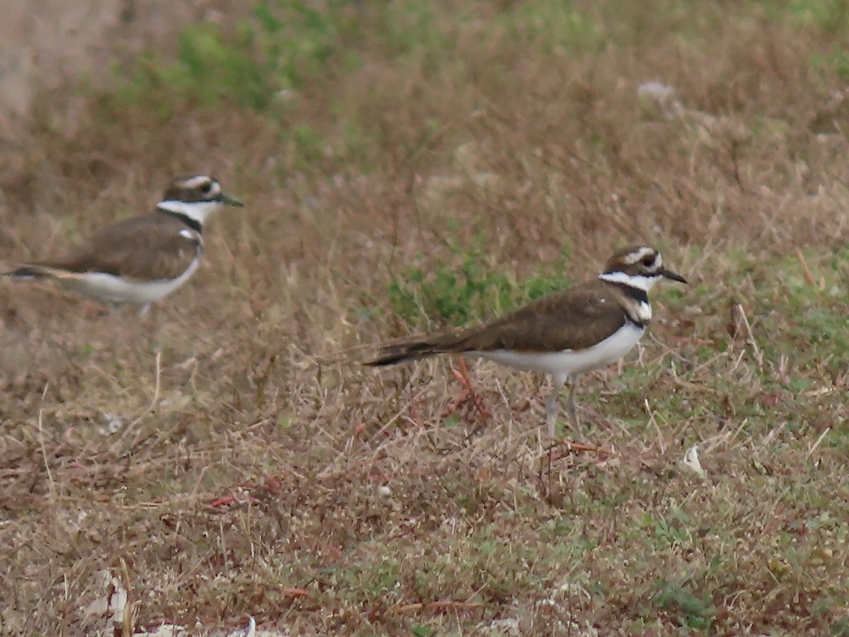 Killdeer - ML368969641