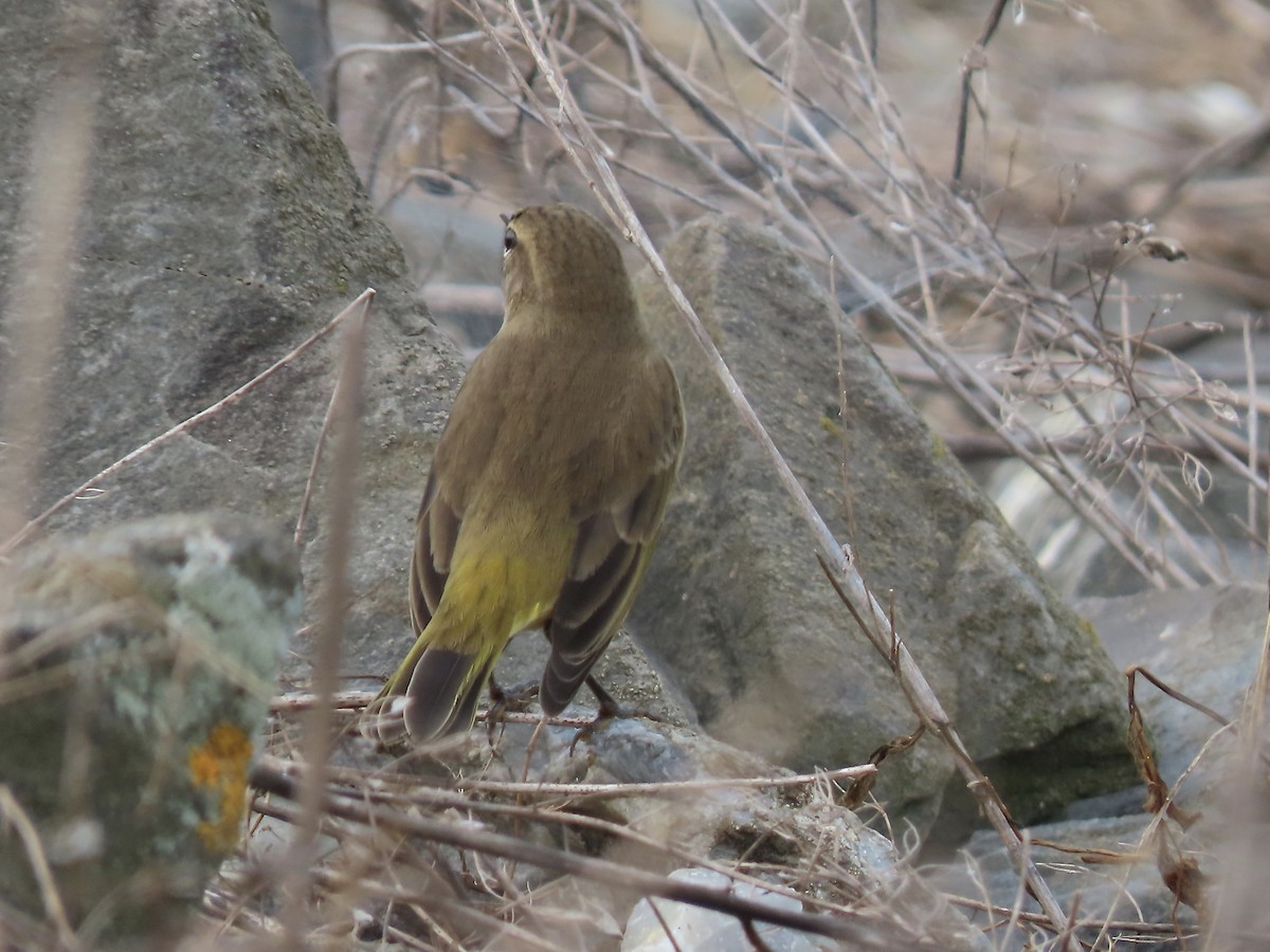 lesňáček bažinný (ssp. palmarum) - ML368969931